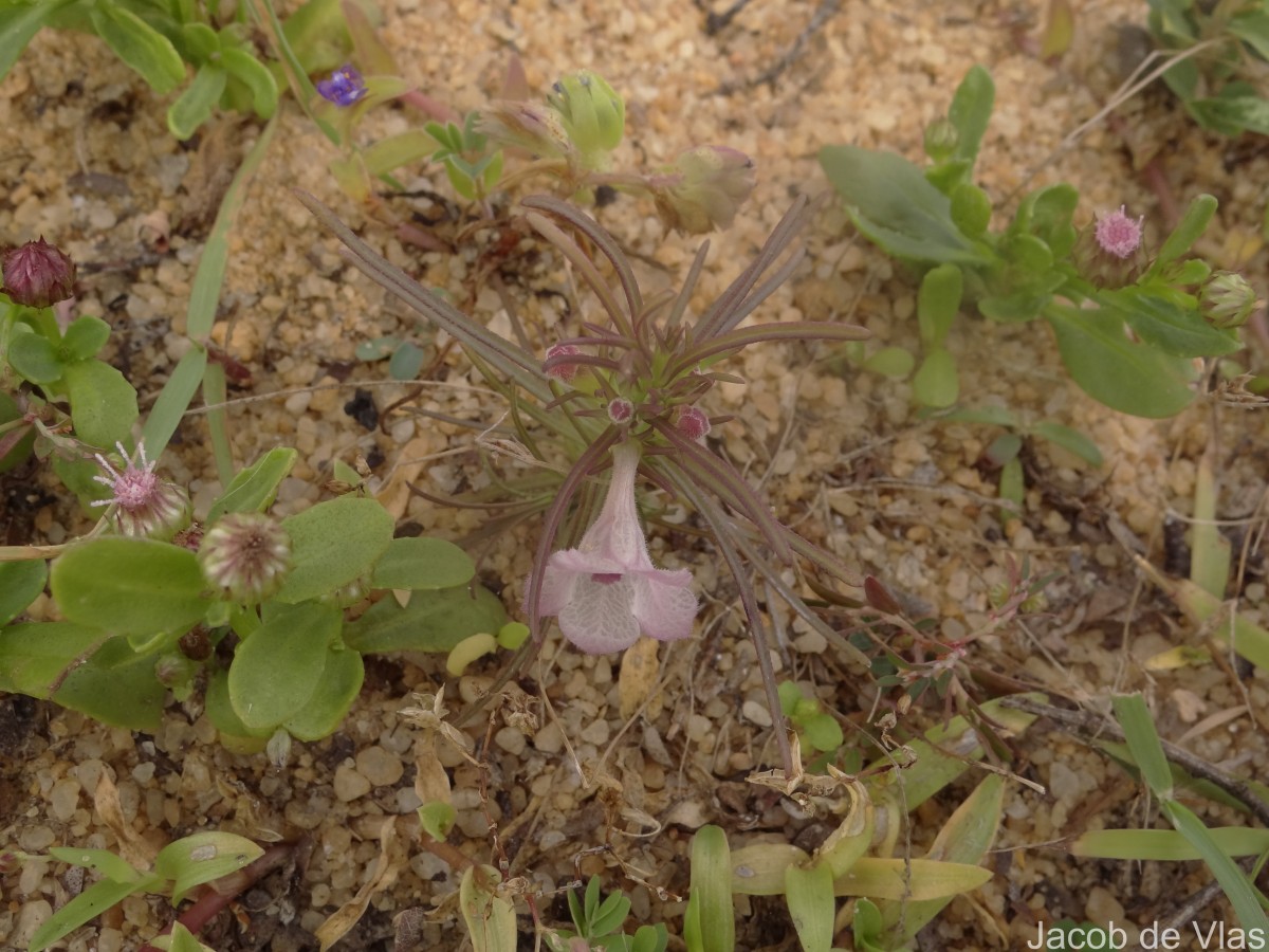 Parasopubia delphiniifolia (L.) H.-P.Hofm. & Eb.Fisch.